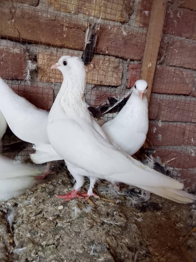 کالی انکھ میں سفید کبوتر سیل کے لیے دستیاب ہیں 5