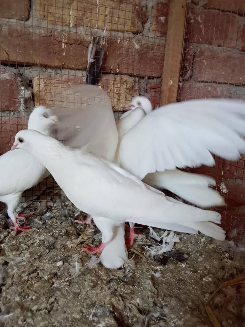 کالی انکھ میں سفید کبوتر سیل کے لیے دستیاب ہیں 6