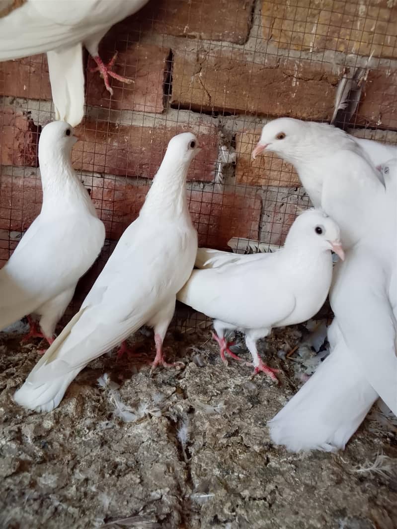 کالی انکھ میں سفید کبوتر سیل کے لیے دستیاب ہیں 7