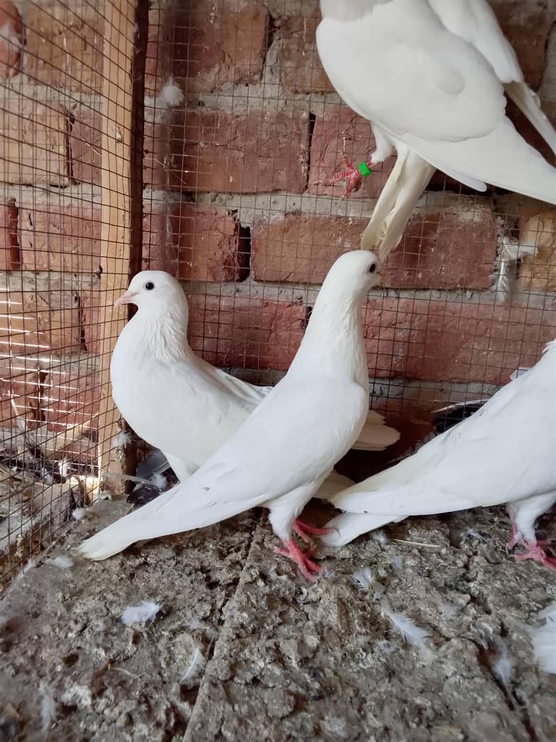 کالی انکھ میں سفید کبوتر سیل کے لیے دستیاب ہیں 8