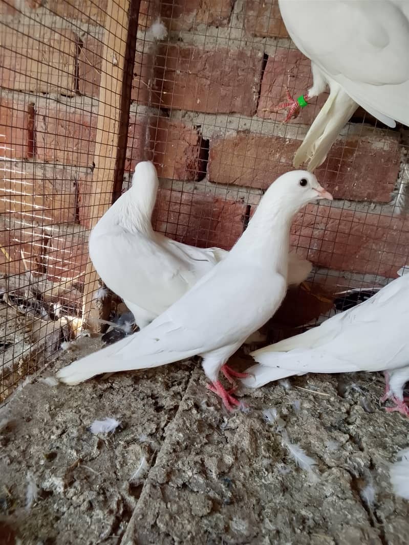 کالی انکھ میں سفید کبوتر سیل کے لیے دستیاب ہیں 9