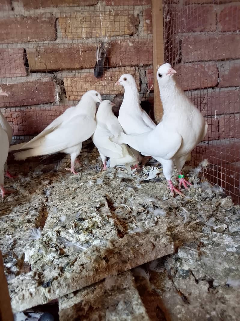 کالی انکھ میں سفید کبوتر سیل کے لیے دستیاب ہیں 10