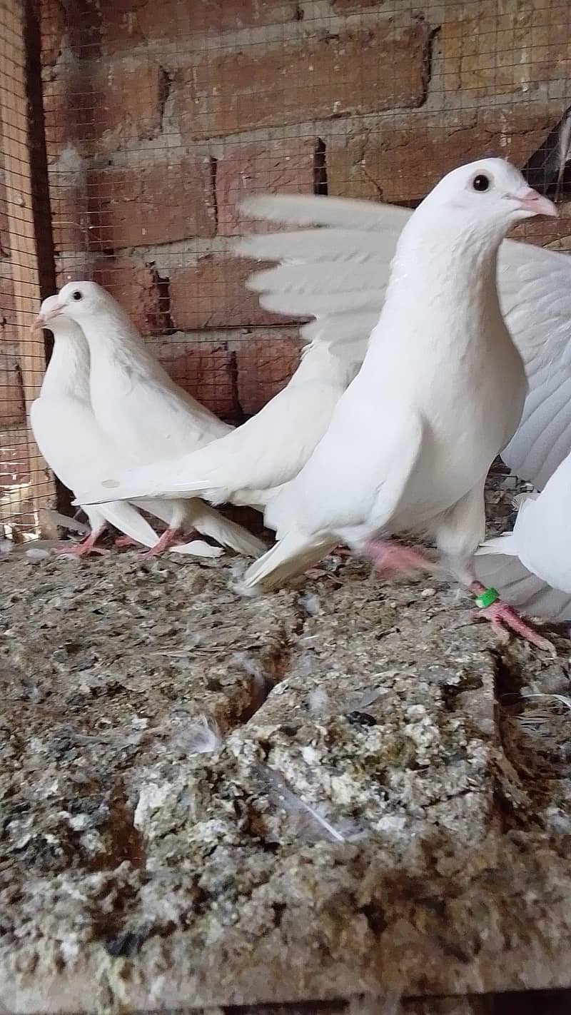 کالی انکھ میں سفید کبوتر سیل کے لیے دستیاب ہیں 11