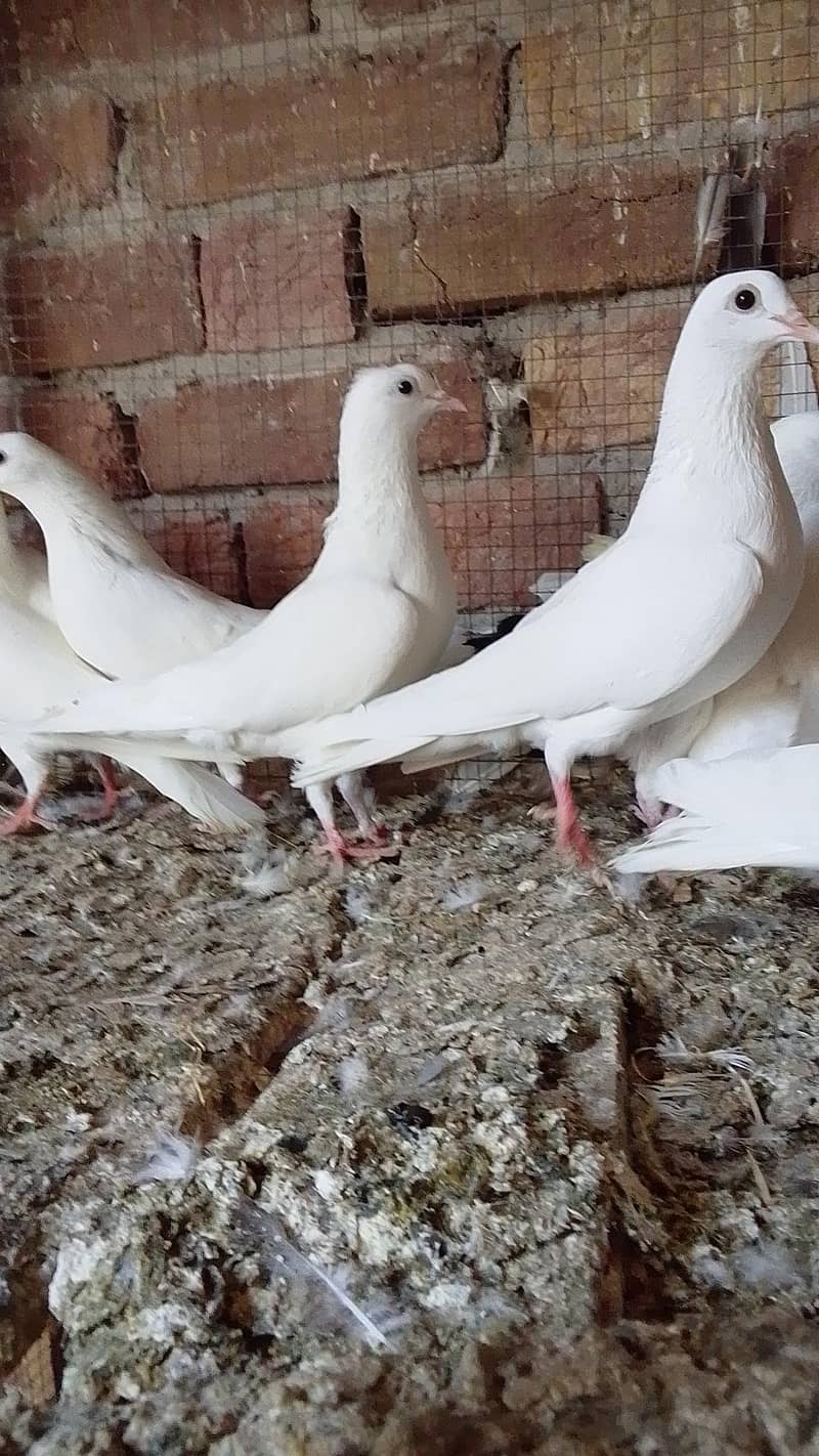 کالی انکھ میں سفید کبوتر سیل کے لیے دستیاب ہیں 12