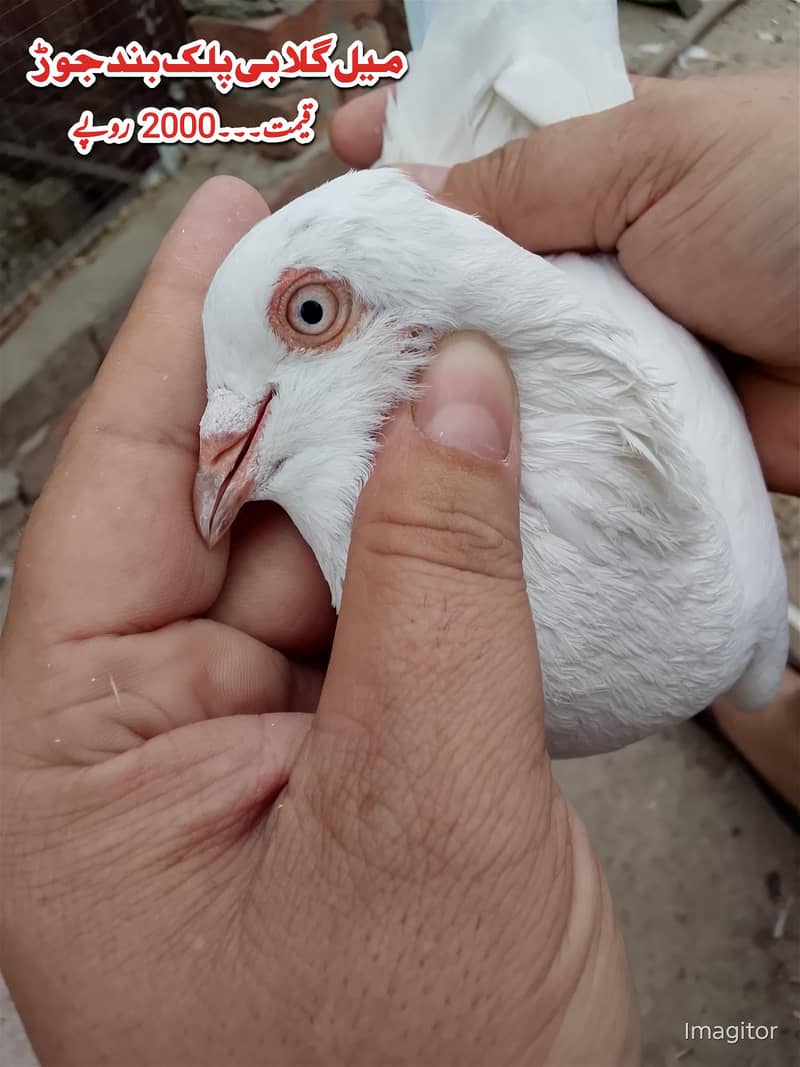 کالی انکھ میں سفید کبوتر سیل کے لیے دستیاب ہیں 14