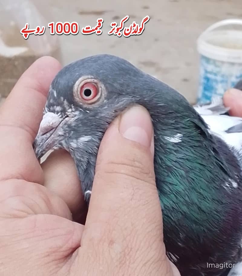 کالی انکھ میں سفید کبوتر سیل کے لیے دستیاب ہیں 15