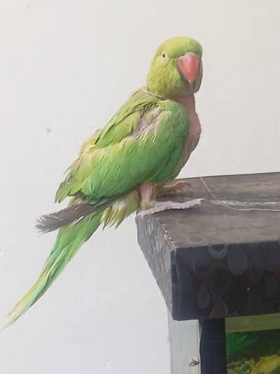 freindly hai hath sai khata hai location rawalpindi girja Road