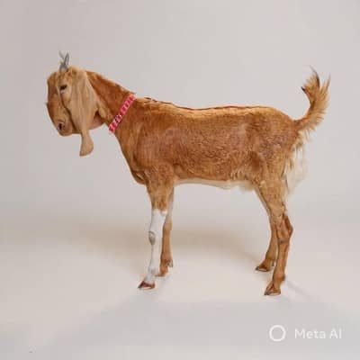 Goat 2dant  for qurbani. 2k26