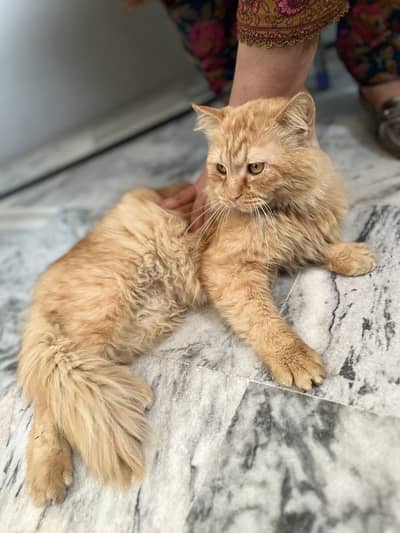 Cute Persian Cat for Sale – Healthy & Playful