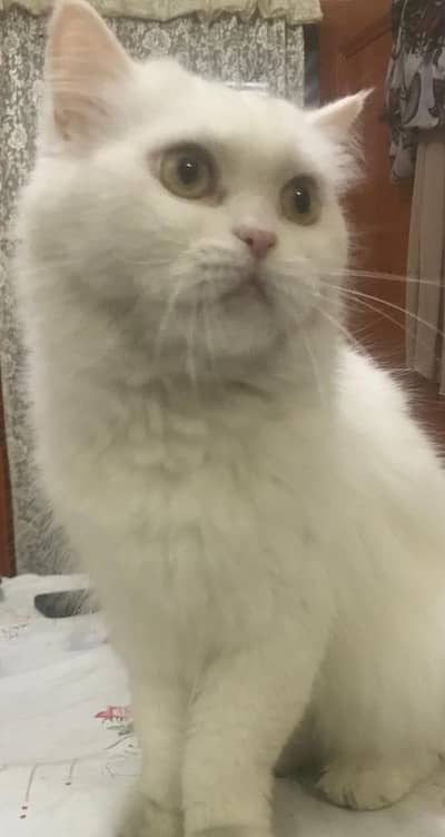 double coat Persian cat