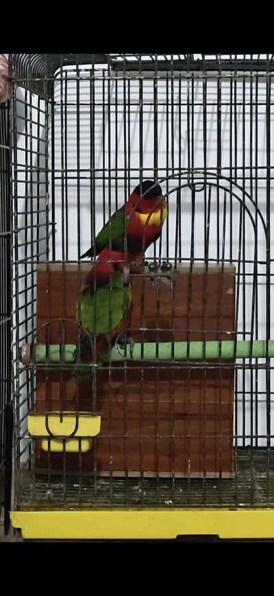 black capped lory