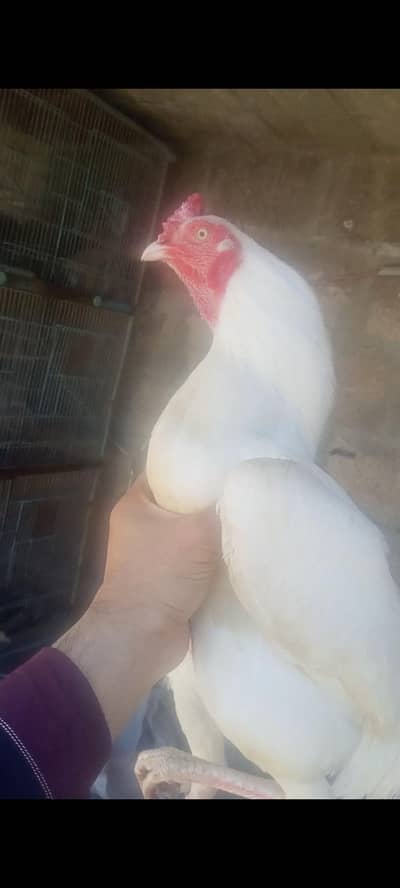 heera aseel male for sell