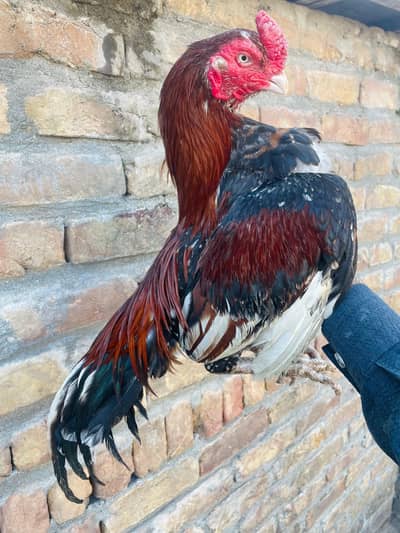 Amroha male zero size pure blood