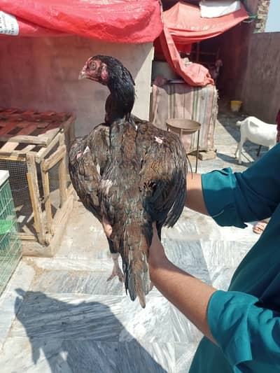 shamo cross madi fully healthy