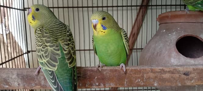 Split Black Wing-Budgie Chicks Pair 03308256732