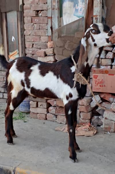 Desi Bakra