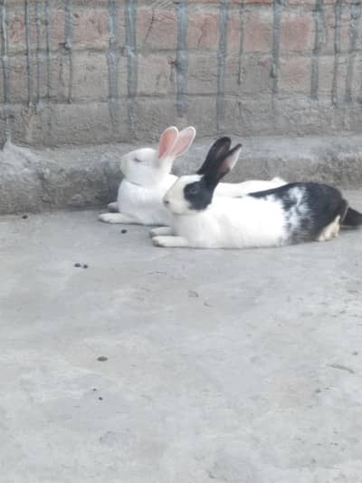 Rabit pair available for sale