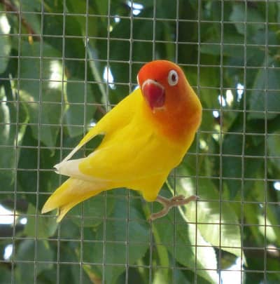 I am selling my home breed love birds urgently sale