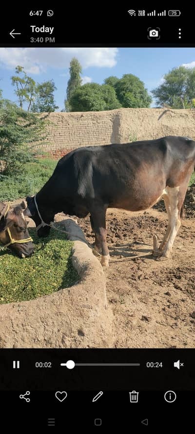 two young cows for sale