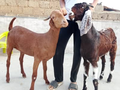 2 Bakray Goat  for sale | qurbani bakry 2 dant Ghar k paly Hoye