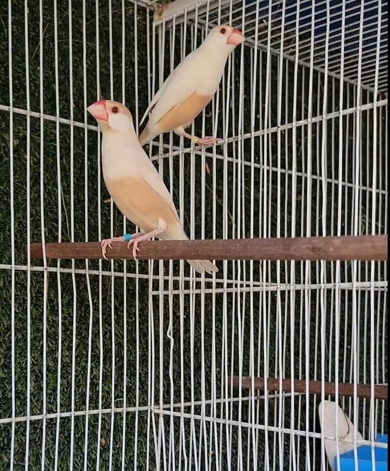 Pastel Fawn Java Bonded Pair 0