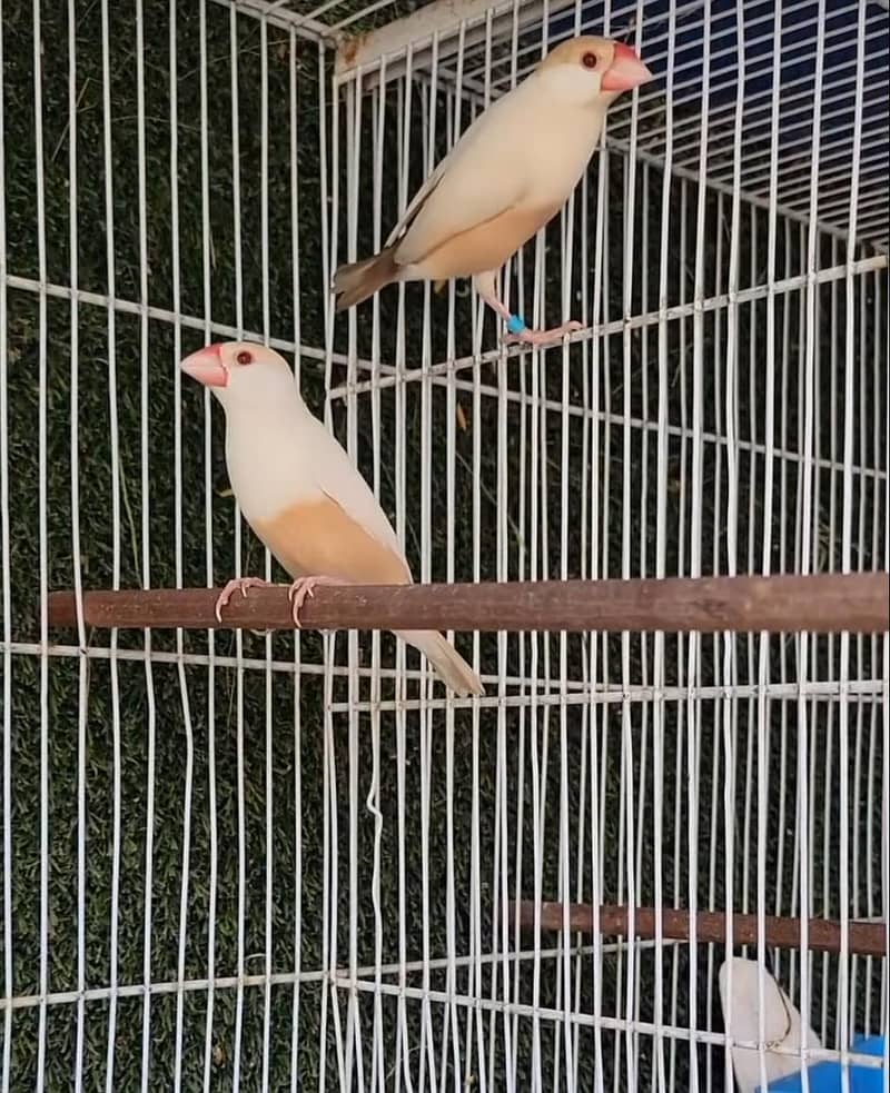 Pastel Fawn Java Bonded Pair 1