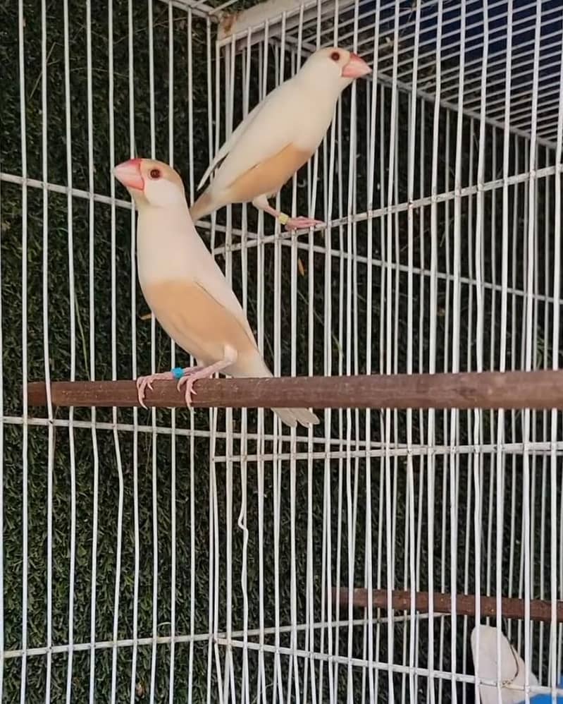 Pastel Fawn Java Bonded Pair 2