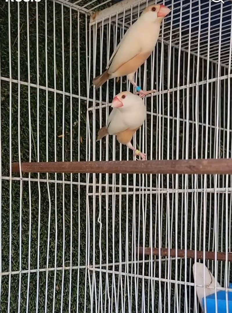 Pastel Fawn Java Bonded Pair 3