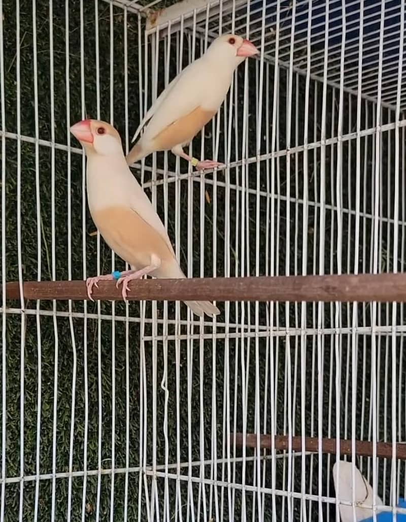 Pastel Fawn Java Bonded Pair 4