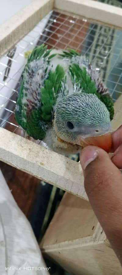 khasmiri raw parrot green