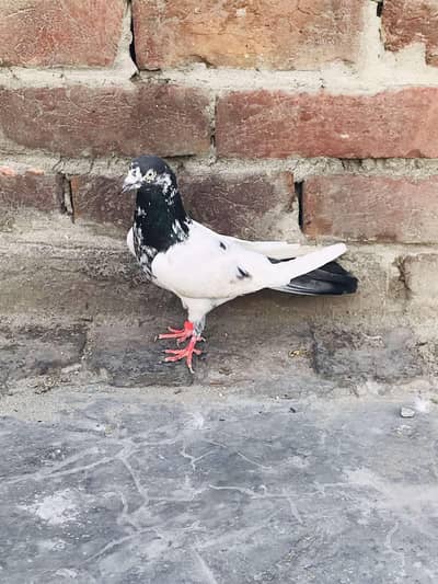 Chaudhary Sb waly Teddy original