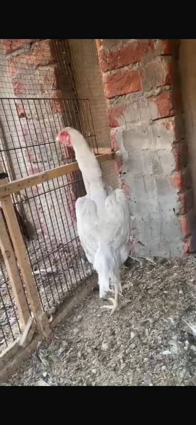 High quality shamo female paper white 03104754019 whatsapp