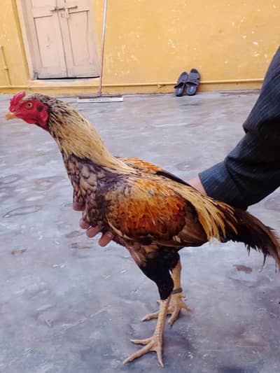 Healthy and active ( 03451407221 ) is number pa rabta kra plz