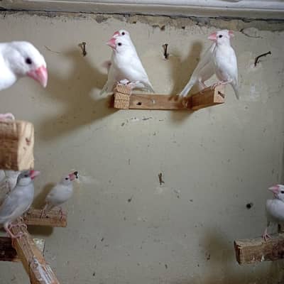 White and silver java pathay or Adult