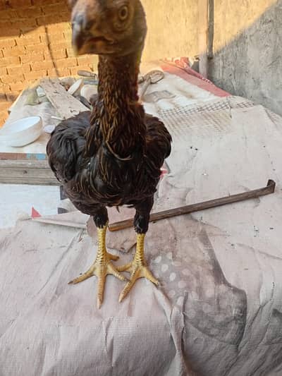 indian parat. beek pathi for sale hy