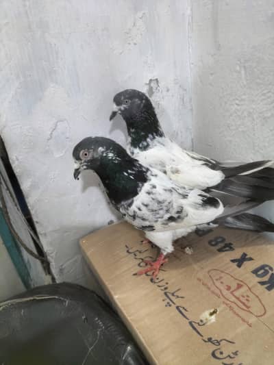 kabotr you 03054000566