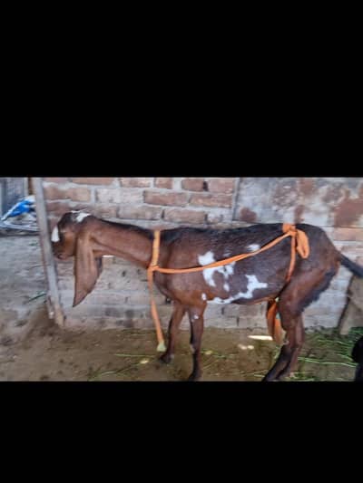 nagra phath female puer quwalitii may 6dant