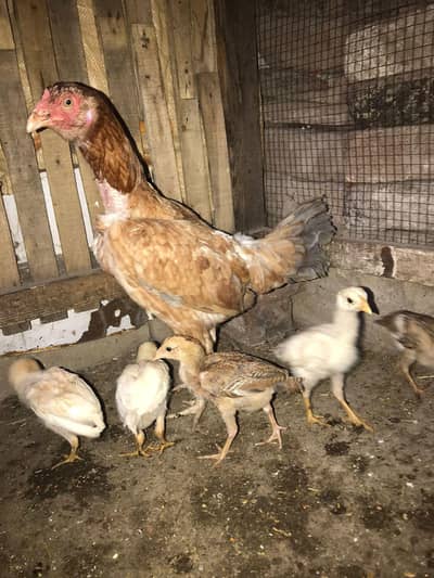 Chikes with hen  for sale 03204048942