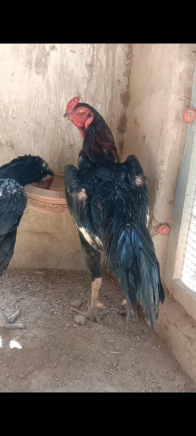 Black Shamo King Size