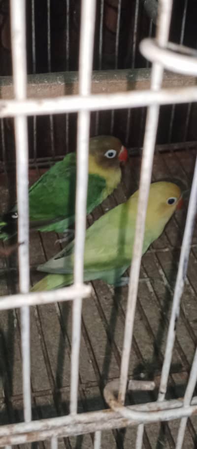 love bird