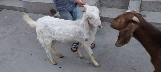 Bakra for sale 03077004931