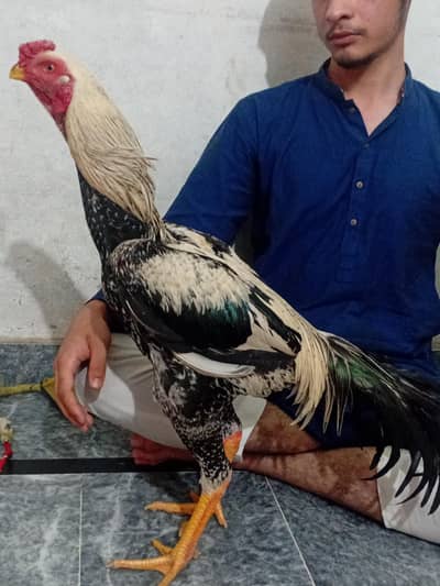 Parrot beak aseel cross