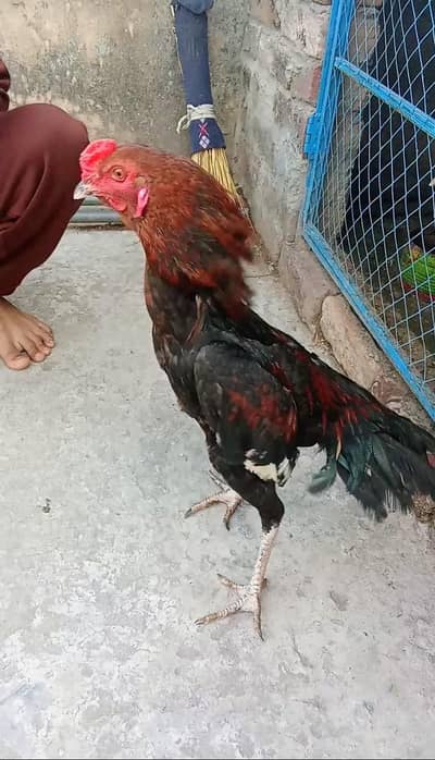 Aseel murga hai full active