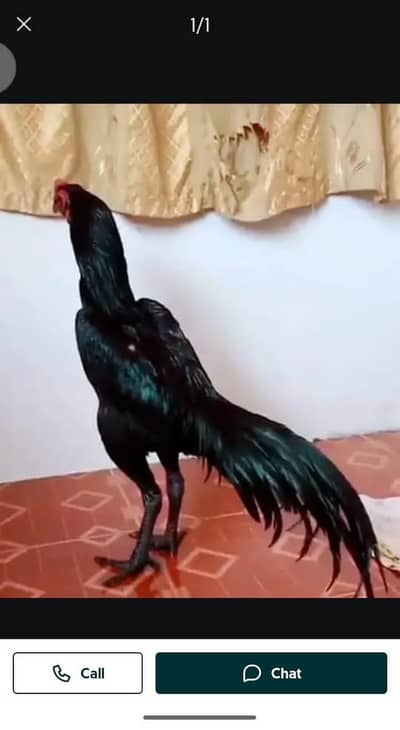 Aseel heera my WhatsApp number 03321719378