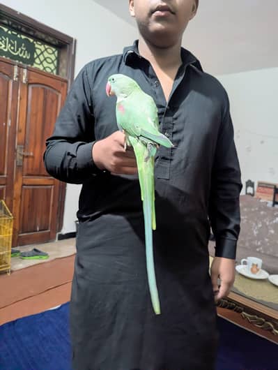 full tame raw parrot with long tail and big head ( lisence )