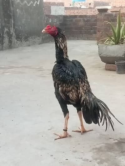 Sindhi patha for sale