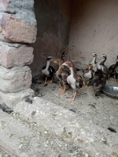 Aseel chicks