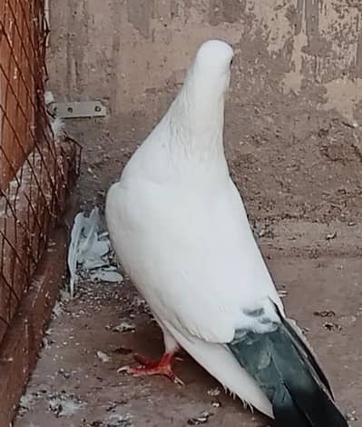 kabli kalduma jhora   for sale