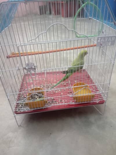 Ghar par Pala Huwa parrots ha