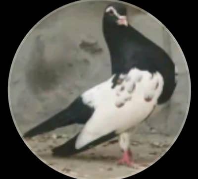 sya khal guli breedar pair